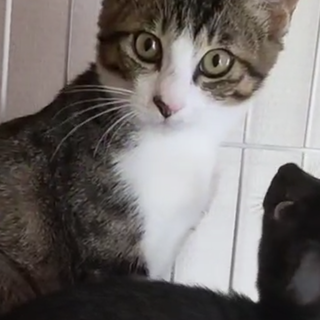 3ヶ月のキジシロちゃん