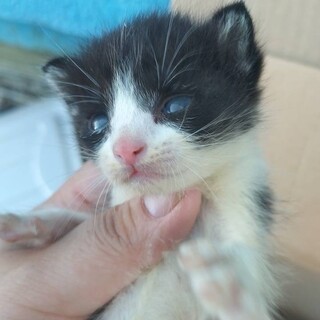 生後2週間〜3週間