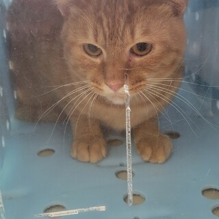 センター収容の崖っぷち茶トラ♂️