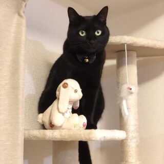 甘えんぼここちゃん♡