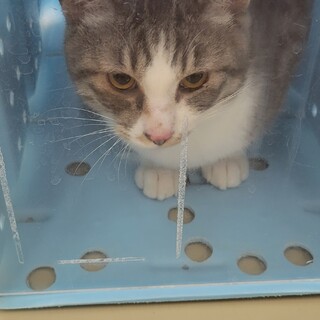 センター収容の崖っぷちサバ白♂️