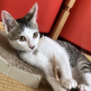 美少女！白キジの女の子⭐︎生後2ヶ月半♀カツラ柄