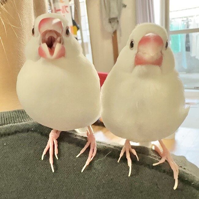 トリアタマのカバー写真