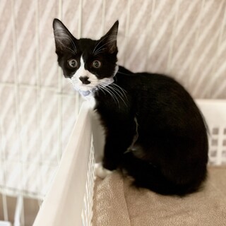 黒白タキシードの子猫（中毛）　　関西で里親募集中！