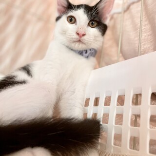 白黒綺麗な子猫　関西で里親募集中！