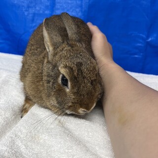 ネザーランドドワーフ♀生後11ヶ月