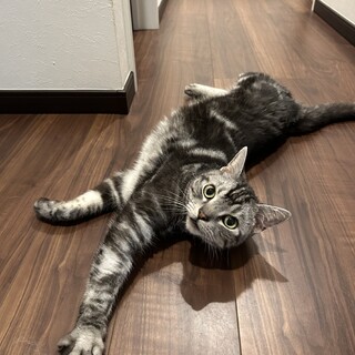 甘えん坊のアメリカンショートヘア　オス　