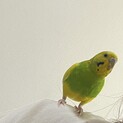 インコの里親大募集