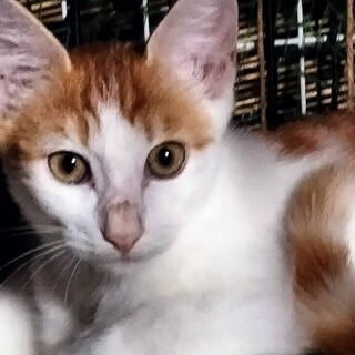 妹のグレーちゃんを守っている茶白君３か月半