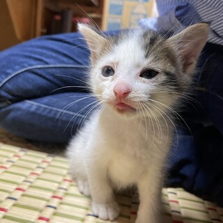 キジトラのハチワレちゃん　体にハートマーク