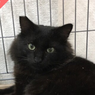 2/23浅草公園町会譲渡会参加　モフィーくん