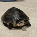 タイリクミナミイシガメ