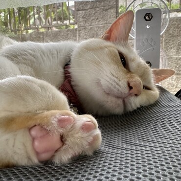 ここが気持ちいいにゃ