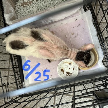 固まっていた毛がボロボロ抜けだした