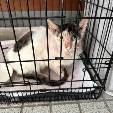 治療開始して２週間後