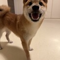 【お問い合わせ多数のため終了】豆柴の里親募集