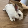【急募】子うさぎくん サムネイル5