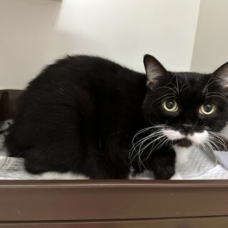 黒白猫⚫︎8歳女の子⚫︎日向ぼっこナデナデ大好き