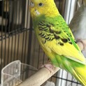 2023年3月生まれのメスインコ