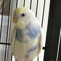 2023年2月生まれのセキセイインコ