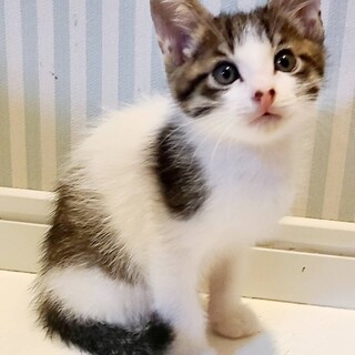甘えん坊ポム♂