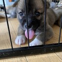 一旦募集停止よちよちかわいいこたろう君