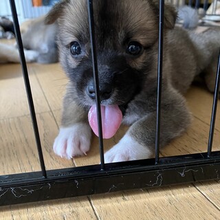 一旦募集停止よちよちかわいいこたろう君