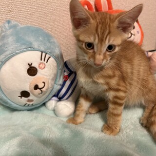 検討中！こはく♂