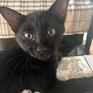 ありがとうございました★黒猫カリンくん