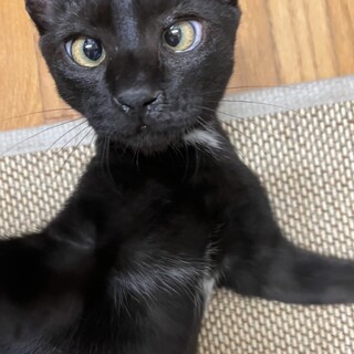 ありがとうございました★甘えん坊の黒猫マイくん