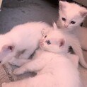 白い子猫３匹の募集（譲渡期に適するまで経過報告中）