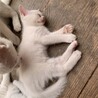 白い子猫３匹の募集（譲渡期に適するまで経過報告中） サムネイル3