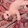 白い子猫３匹の募集（譲渡期に適するまで経過報告中） サムネイル4