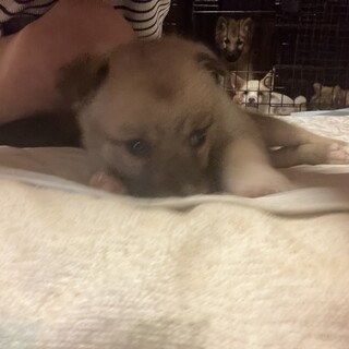 子犬里親緊急募集