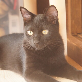 ツンデレ３対７の元気なクロネコ彼氏です