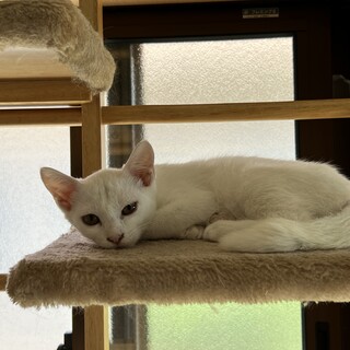 白猫シロちゃんこつぶっ子1kg女の子