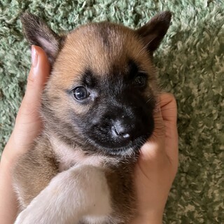 一旦募集停止小さな小さなこじろう君