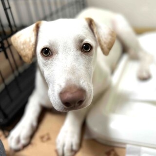 ラブラドールMix風、大型犬の男の子、オーシャン♪