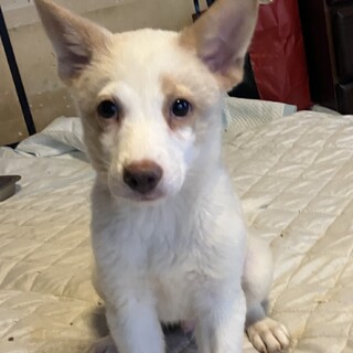生後約3ヶ月の子犬里親緊急募集