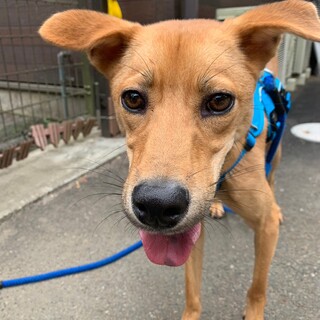 ちょこんとした垂れ耳が可愛い【サルビア】くん