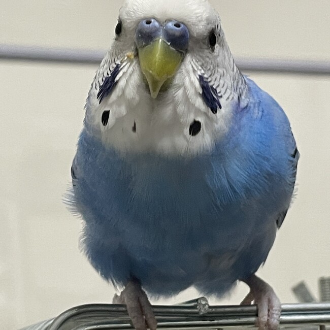 くぅちゃんたかのカバー写真