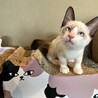 ガン飛ばし猫『ラッシー』 サムネイル2