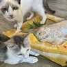 ガン飛ばし猫『ラッシー』 サムネイル3