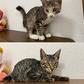 可愛い子猫の里親募集