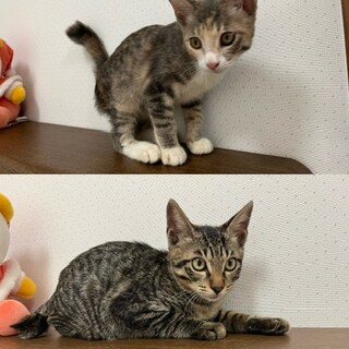 可愛い子猫の里親募集