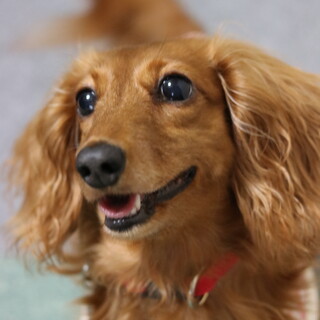 Mダックス ♀️仮名☆愛桜☆推定6歳