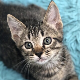 6兄妹キジトラの男の子①2ヶ月