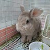 保護うさぎ 紅葉(くれは)くん「佐渡っこ２世」 サムネイル2