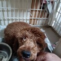 目が見えないプードル