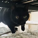 【わんぱくな甘えん坊！】485083で再募集中！